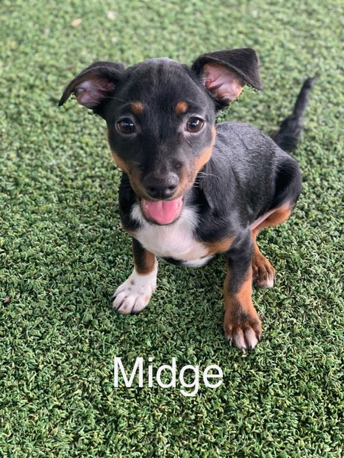 Midge