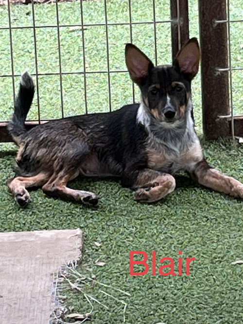 Blair