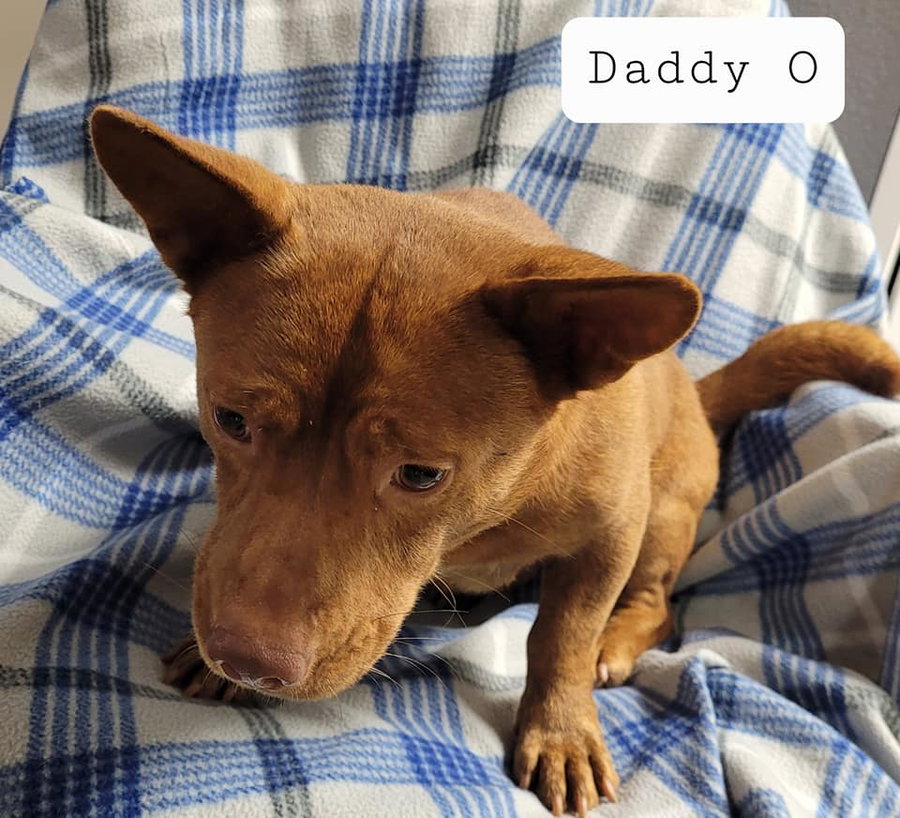Daddy O