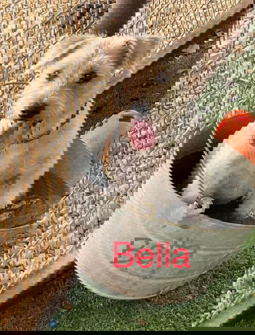 Bella