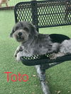 Toto