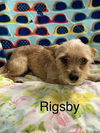 Rigsby