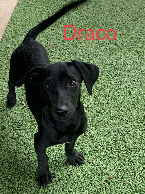Draco
