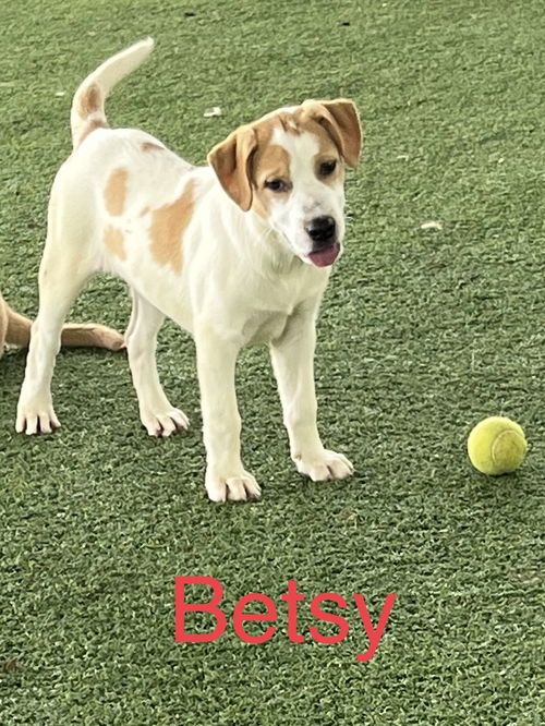 Betsy