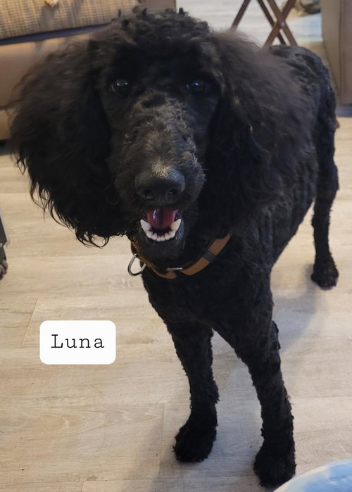 Luna (Mia)