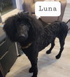 Luna (Mia)
