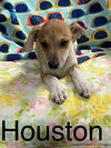 Houston