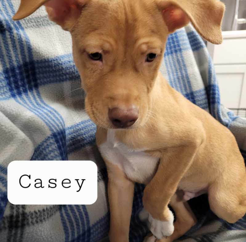 Casey