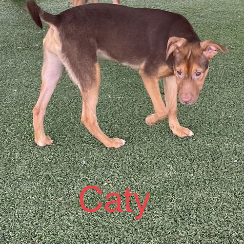 Caty