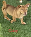 Coby