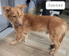 Junior