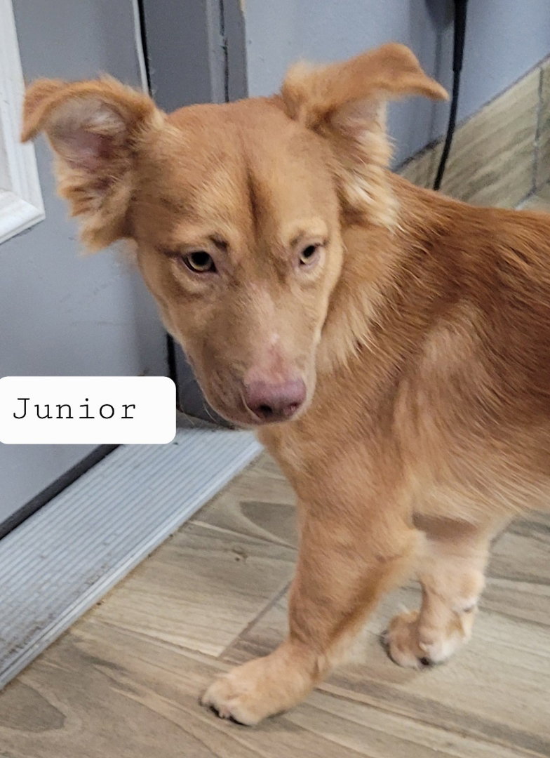 Junior