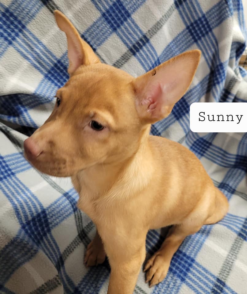 Sunny