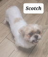 Scotch