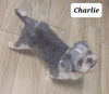 Charlie