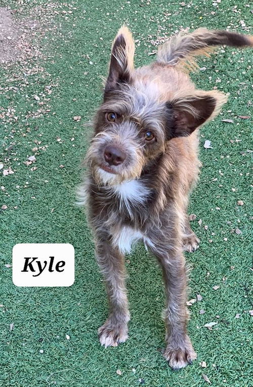 Kyle