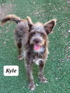 Kyle