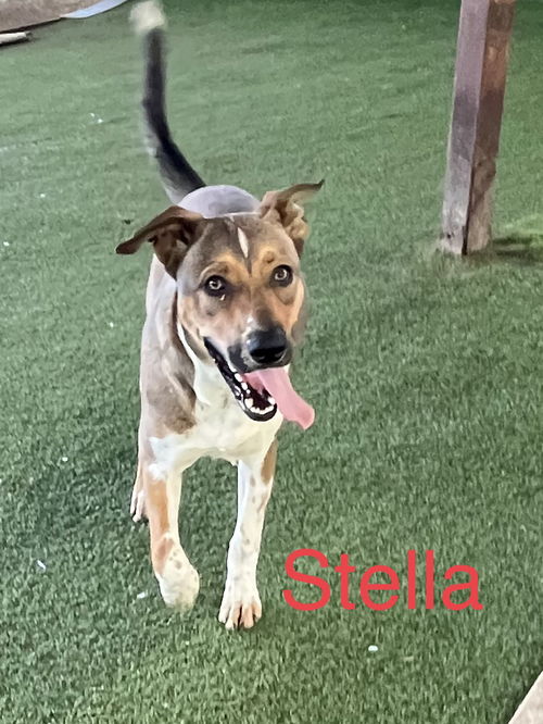 Stella