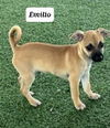 Emilio