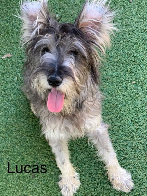 Lucas