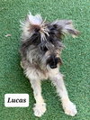 Lucas