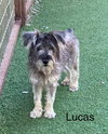 Lucas