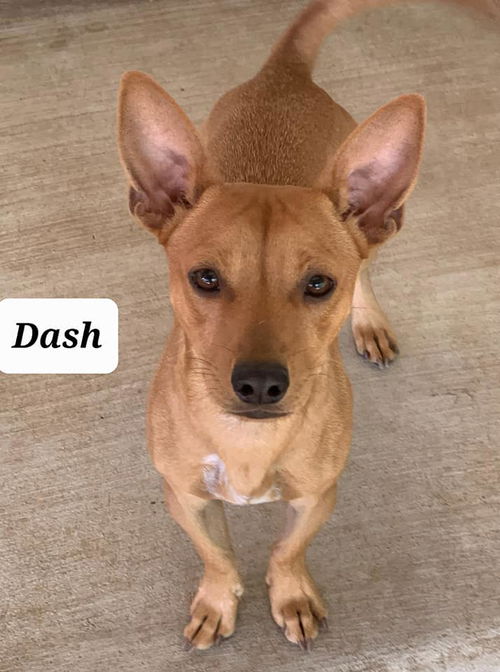 Dash