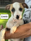 Lewis