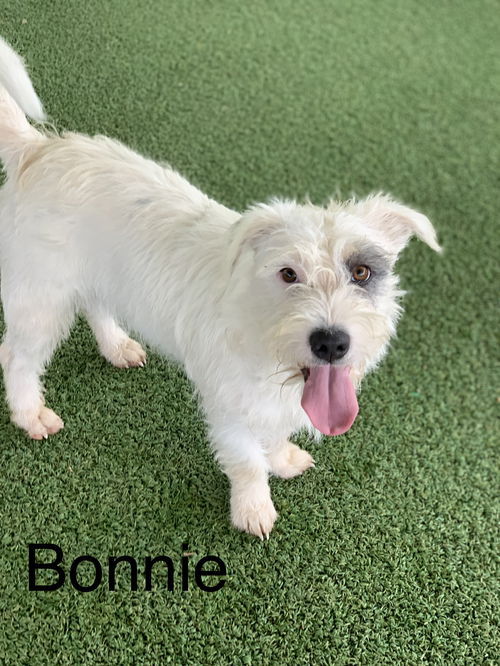 Bonnie