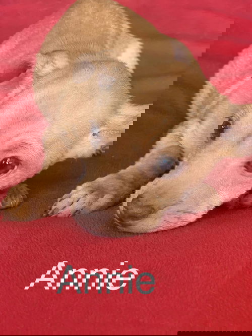 Annie