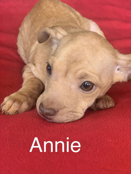 Annie