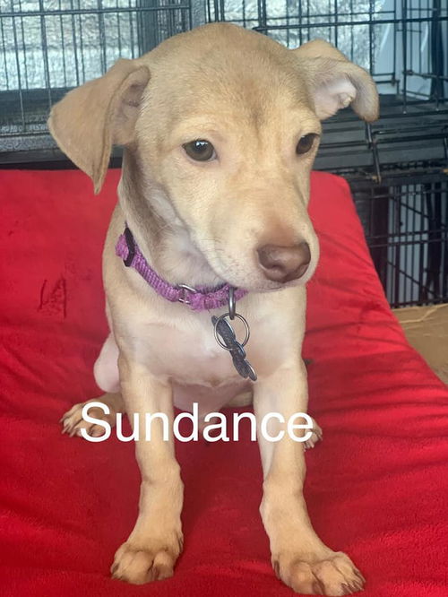 Sundance