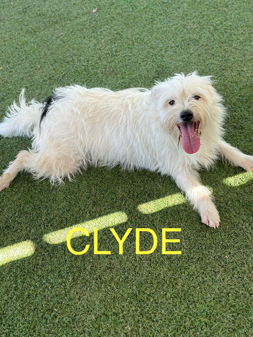 Clyde