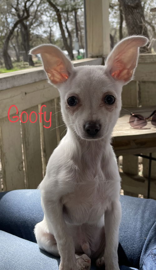 Goofy