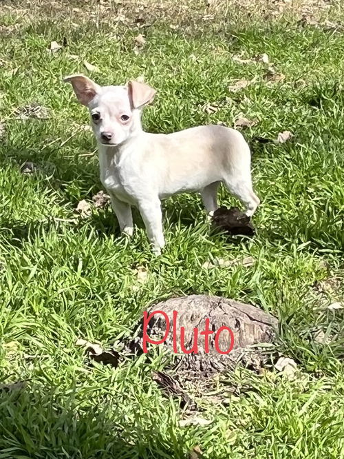 Pluto