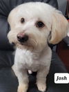 Josh