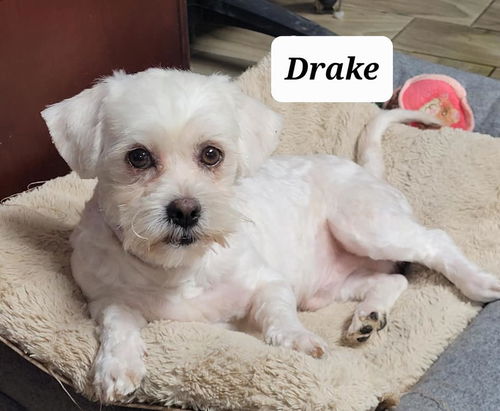 Drake