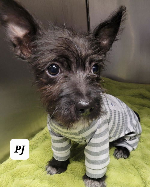 PJ