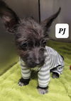 PJ
