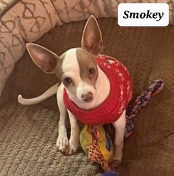 Smokey