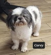 Corey