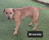 Brownie