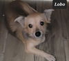 Lobo