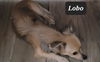 Lobo
