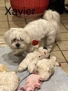 Xavier
