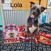 Lola
