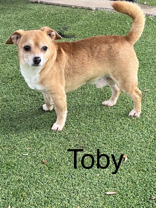 Toby