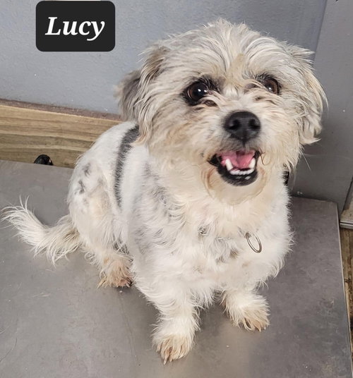 Lucy