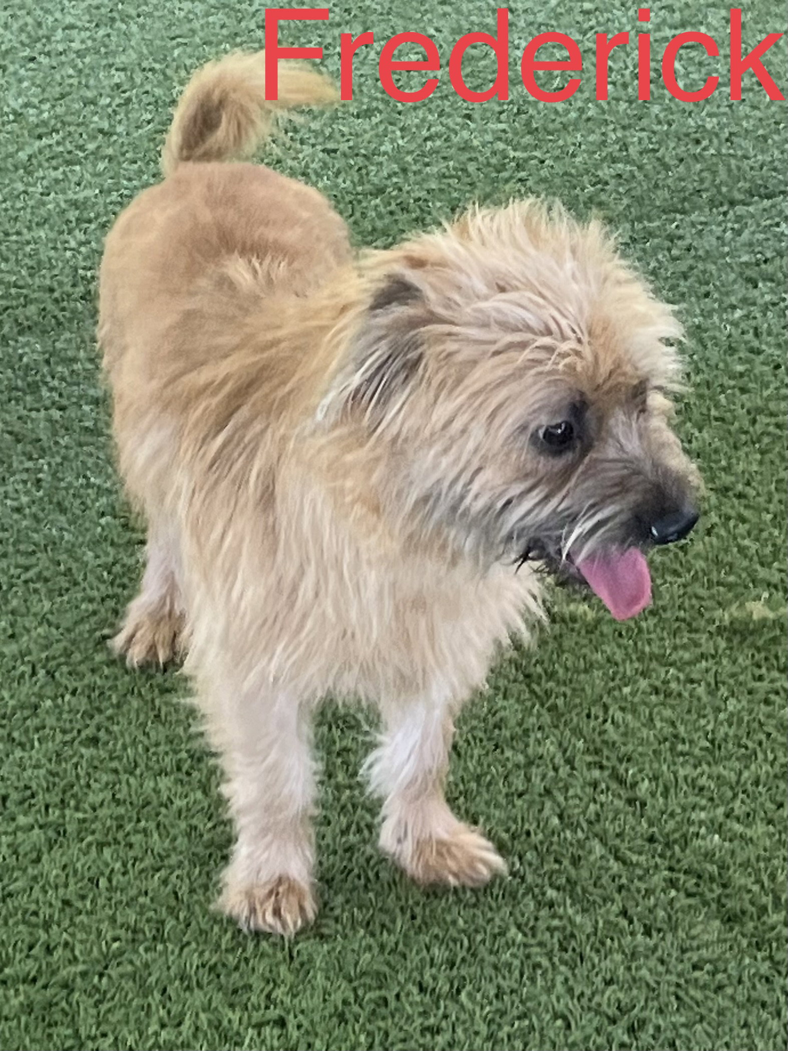 Dog for Adoption Frederick, a Terrier in Natalia, TX Alpha Paw
