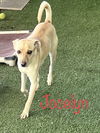 Jocelyn